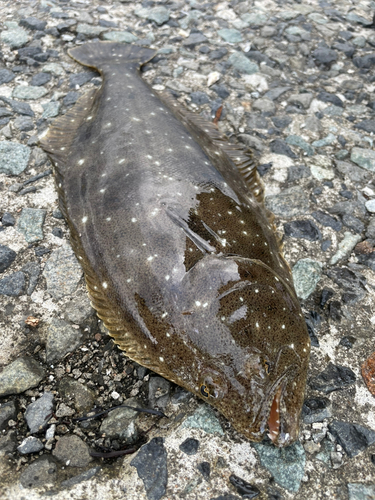 ソゲの釣果