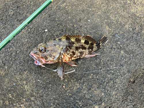 カサゴの釣果