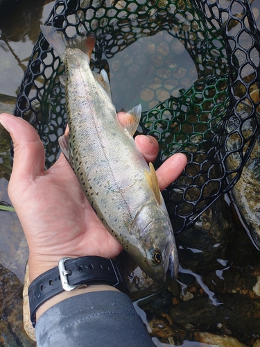 ヤマメの釣果