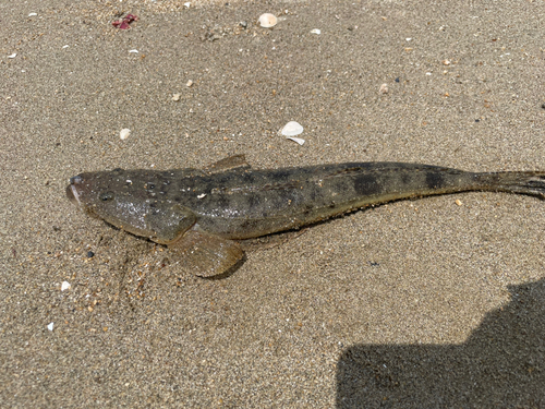 マゴチの釣果