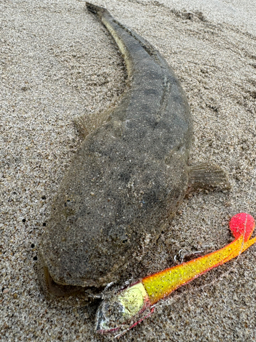 マゴチの釣果