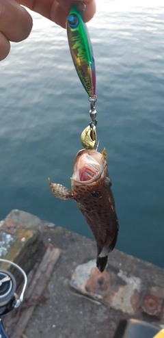 オオモンハタの釣果