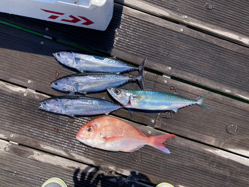 ソウダガツオの釣果