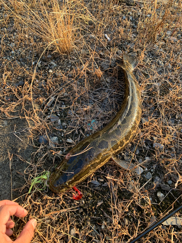 ライギョの釣果