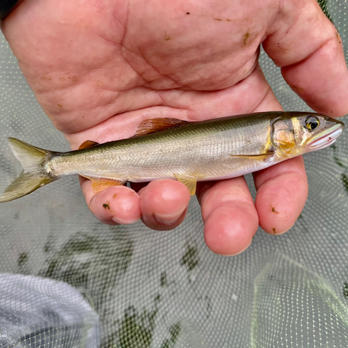 アユの釣果