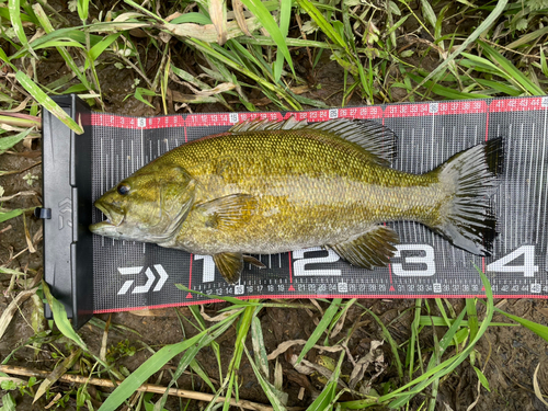 スモールマウスバスの釣果