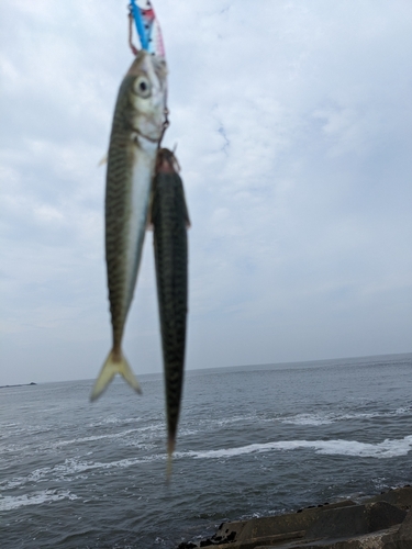 サバの釣果