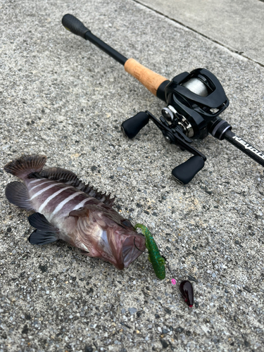 マハタの釣果