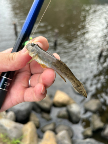 ハゼの釣果