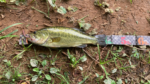 ブラックバスの釣果