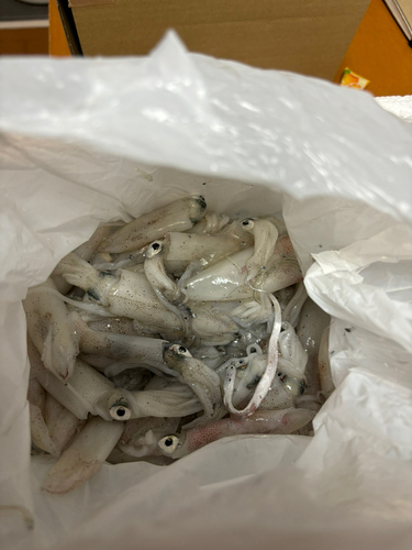 ヒイカの釣果