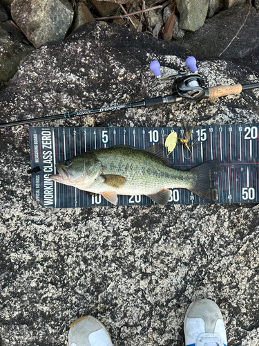 ブラックバスの釣果