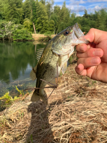 ブラックバスの釣果