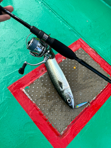 サバの釣果