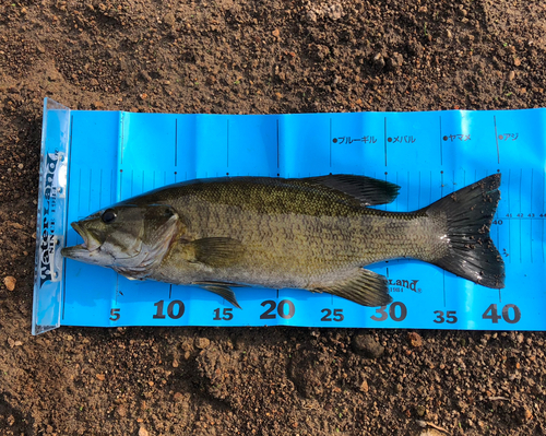 スモールマウスバスの釣果