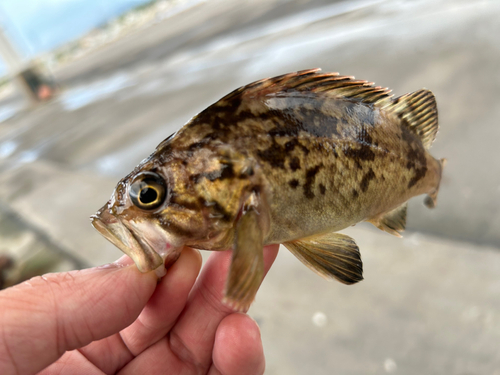 クロソイの釣果