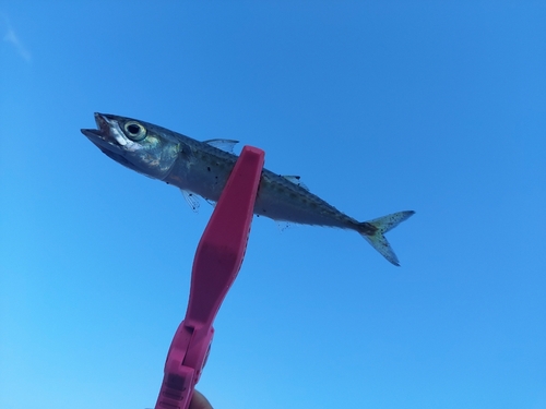 サバの釣果