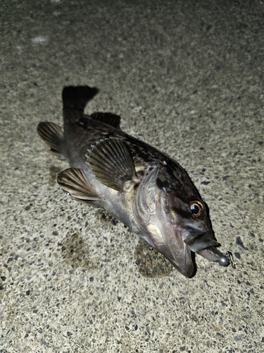 クロソイの釣果