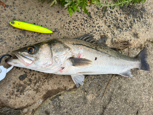 フッコ（マルスズキ）の釣果