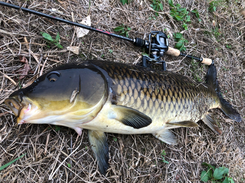 コイの釣果