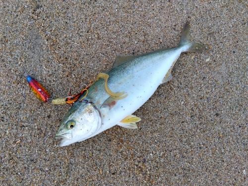 ワカシの釣果