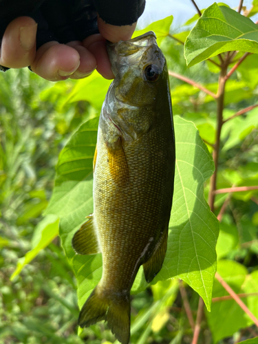 スモールマウスバスの釣果