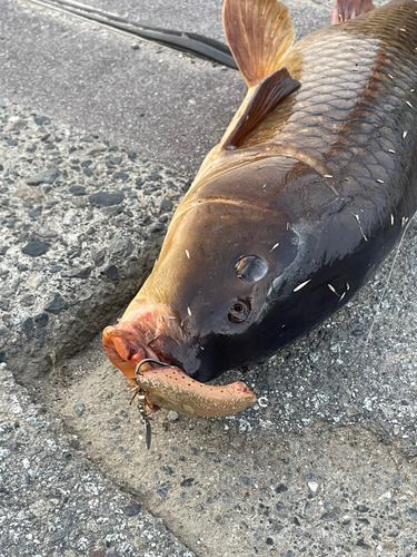 コイの釣果