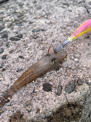 ヒイカの釣果