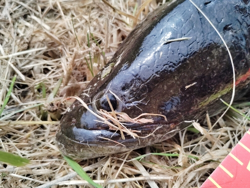 ライギョの釣果