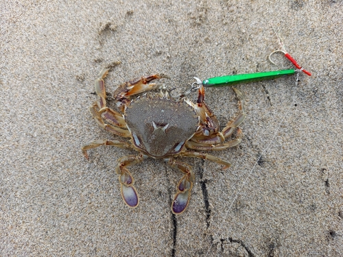 ヒラツメガニの釣果