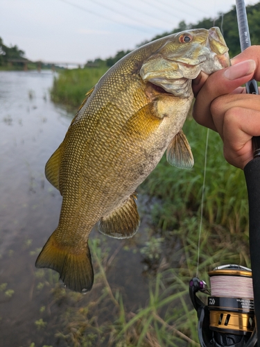 スモールマウスバスの釣果