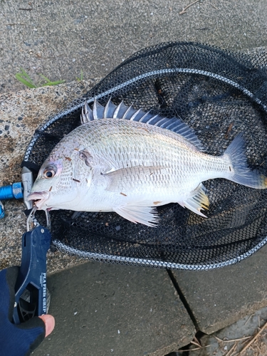 キチヌの釣果