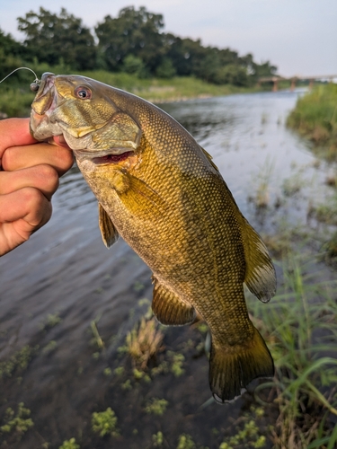 スモールマウスバスの釣果