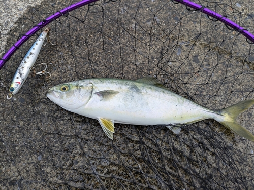 ワカシの釣果