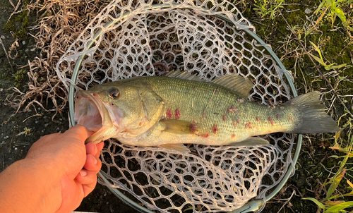 ブラックバスの釣果