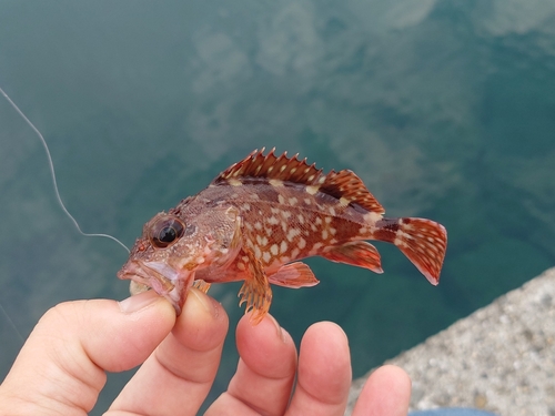 ガシラの釣果