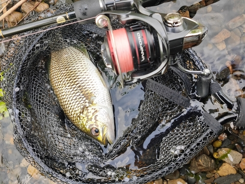 オオクチユゴイの釣果