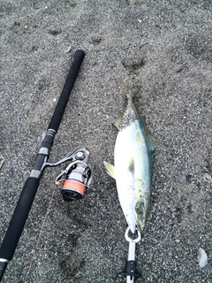 イナダの釣果