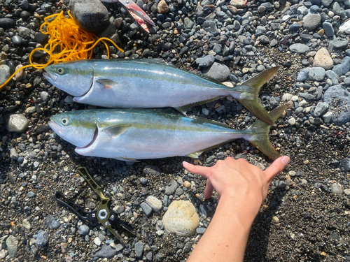 イナダの釣果