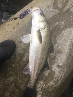 スズキの釣果