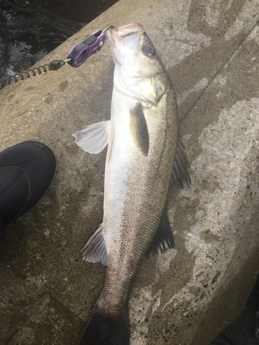 スズキの釣果