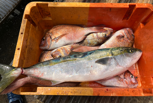 タイの釣果