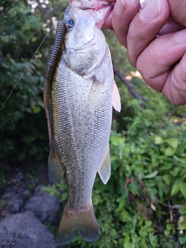 ラージマウスバスの釣果