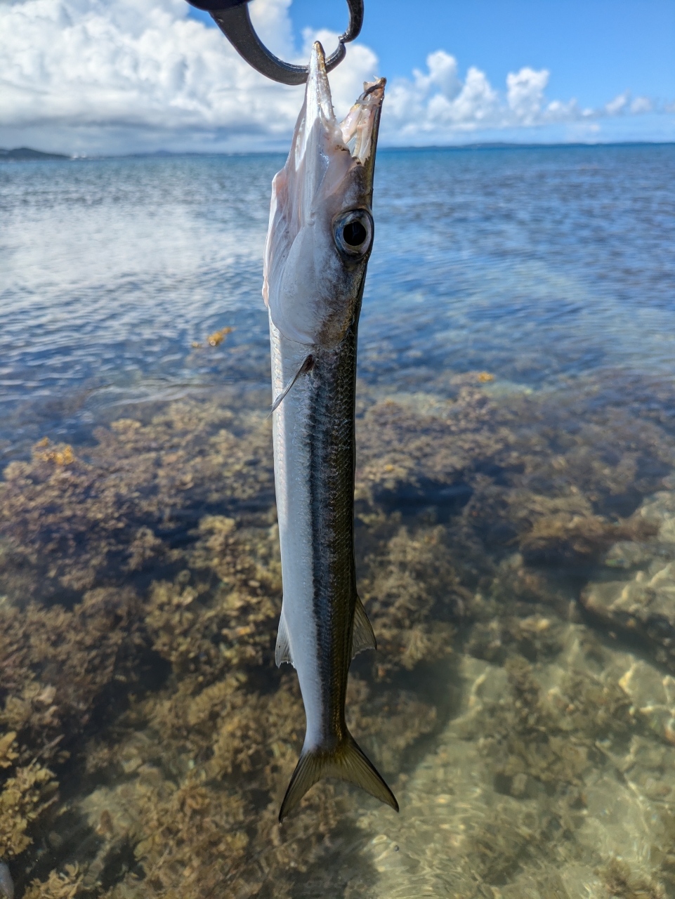 カマス