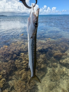 カマスの釣果