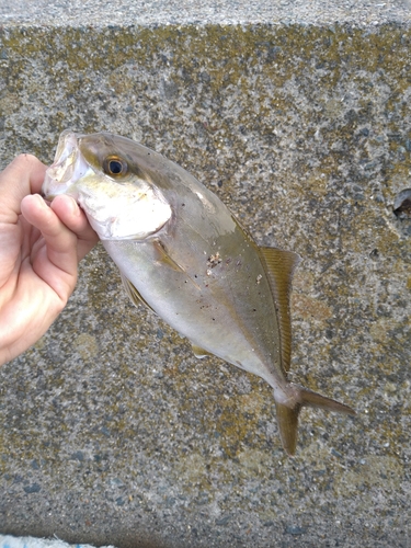 ショゴの釣果