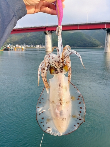 アオリイカの釣果