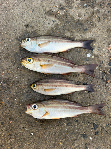 イサキの釣果