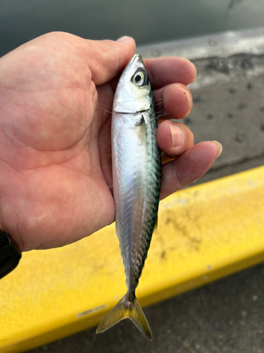 サバの釣果