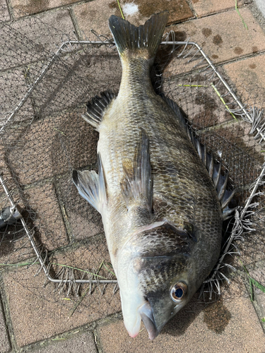 チヌの釣果